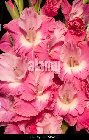 Primo piano di grandi fiori e boccioli di rottura d'estate Fiori Gladiolus Rosa fiori con gola bianca contro uno sfondo nero Foto Stock