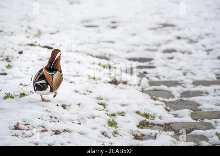 Anatra mandarina, Aix galericulata, singolo uccello maschile nella neve Foto Stock