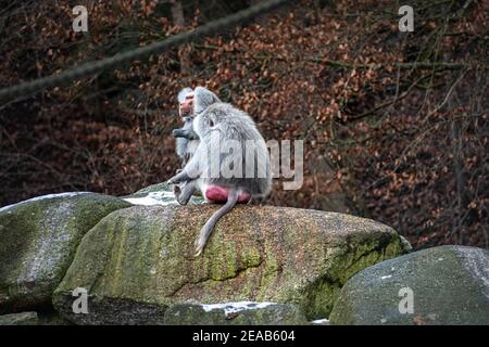 Primo piano di mani che abbracciano un albero e toglie la maschera medica di protezione, la tiene sulle dita, gode di vita, aria fresca pulita nella foresta dopo Foto Stock