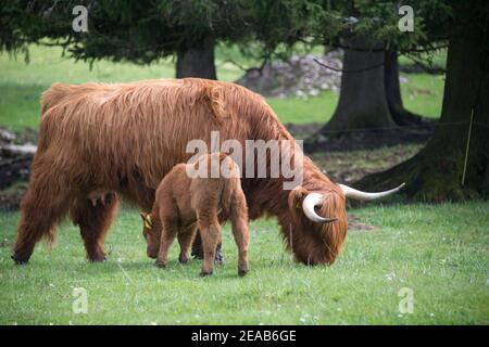 Bestiame scozzese di montagna nel Giura, Svizzera Foto Stock