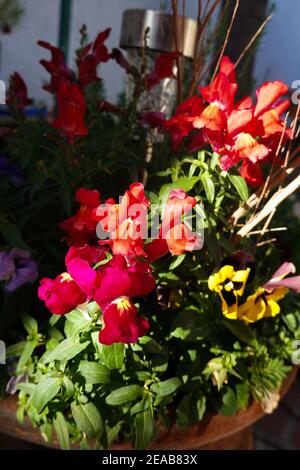 snapdragons antirhinum majus in vaso in un giardino di casa Foto Stock