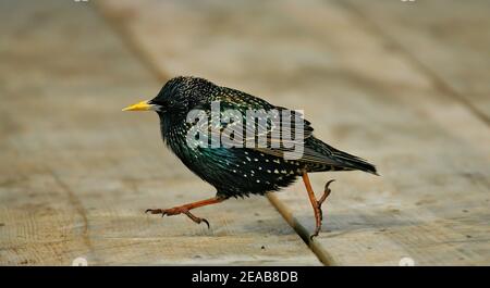 Starling europeo (Sturnus vulgaris), uomo adulto che corre su pavimento di legno, Mare del Nord, Germania Foto Stock
