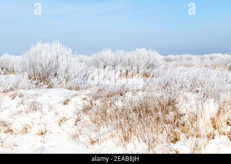 Rime Frost Landscape, Minnesota del Nord, USA, di Dominique Braud/Dembinsky Photo Assoc Foto Stock