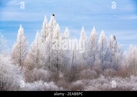 American Bald Eagle perch in cima Tamarack albero, Rime gelo paesaggio, Minnesota del Nord, Stati Uniti, da Dominique Braud/Dembinsky Photo Assoc Foto Stock