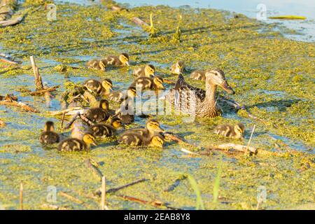 Un'anatra mallard femminile, Anas platyrhynchos, con sedici anatroccoli che nuotano sul bordo di uno stagno nel centro di Alberta, Canada. Foto Stock
