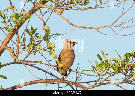 Un unico cedro waxwing, Bombycilla cedrorum, arroccato in un salice alla luce del sole serale, nel centro di Alberta, Canada Foto Stock