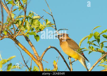 Un unico cedro waxwing, Bombycilla cedrorum, arroccato in un salice alla luce del sole serale, nel centro di Alberta, Canada Foto Stock