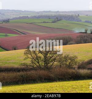 Campi di Berry Pomeroy Village in Devon in Inghilterra in Europa Foto Stock