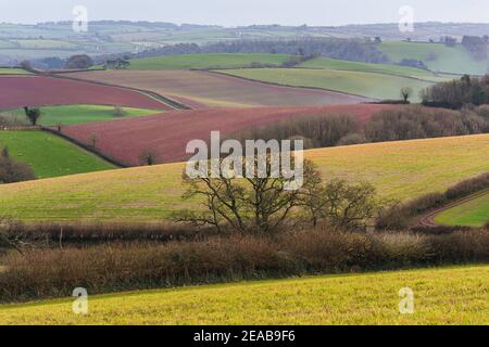 Campi di Berry Pomeroy Village in Devon in Inghilterra in Europa Foto Stock
