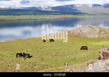 Equus ferus caballus (Equus ferus caballus), cavalli islandesi, Litla a, Akureyri, Islanda del Nord Foto Stock