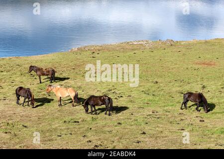 Equus ferus caballus (Equus ferus caballus), cavalli islandesi, Litla a, Akureyri, Islanda del Nord Foto Stock