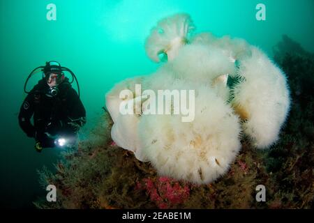 Garofano marino (metridium senile) e subacqueo, Kleiner Strytan, Akureyri, Eyjafjord, Islanda del Nord, Mare di Groenlandia Foto Stock