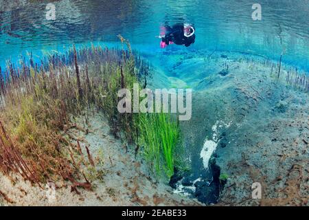 Vaso di primavera del piccolo fiume Litla nel nord dell'Islanda, subacquei in cristallo chiaro, geotermica riscaldato fiume, Akureyri, Islanda del Nord Foto Stock