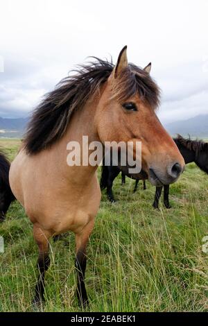 Cavalli islandesi (Equus ferus caballus), dun, litla a, Akureyri, Islanda settentrionale Foto Stock