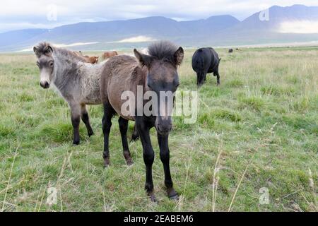 Equus ferus caballus, cavalli islandesi (Equus ferus caballus), nemici, ripieno, litla a, Akureyri, Islanda settentrionale Foto Stock