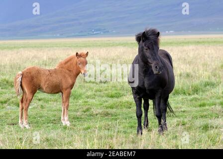 Cavalli islandesi (Equus ferus caballus), mare con foal, Litla a, Akureyri, Islanda del Nord Foto Stock