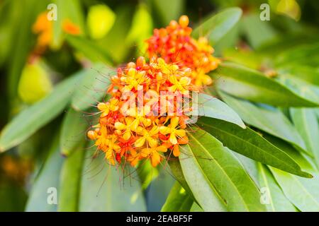 Le coloratissime fioriture arancioni e gialle di Saraca asoca (Saraca indica Linn, Asoka; Saraca) Foto Stock