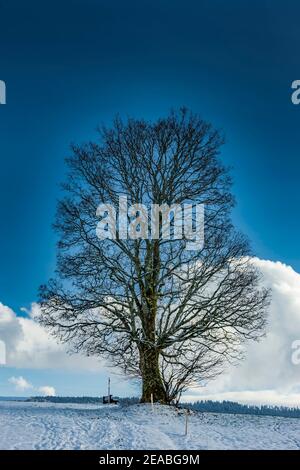 Maestoso albero d'acero in inverno su una collina con neve Foto Stock