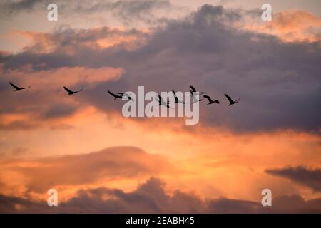 Gru in volo, gru eurasiatica, gru grigia, grus grus, crepuscolo Foto Stock