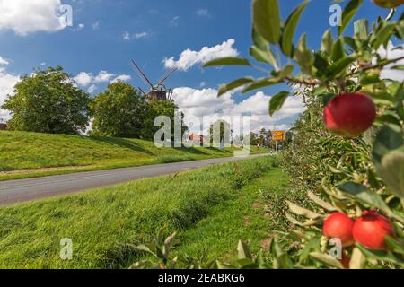 Piantagione di mele, mulino a vento "Aurora" sulla diga dell'Elba a Jork-Borstel, Altes Land, distretto di Stade, bassa Sassonia, Foto Stock