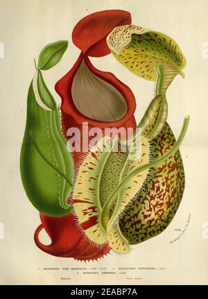 Nepenthes albomarginata, Nepenthes rafflesiana & Nepenthes sanguinea - Flore des serres et des jardin de l’Europe (1845). Foto Stock