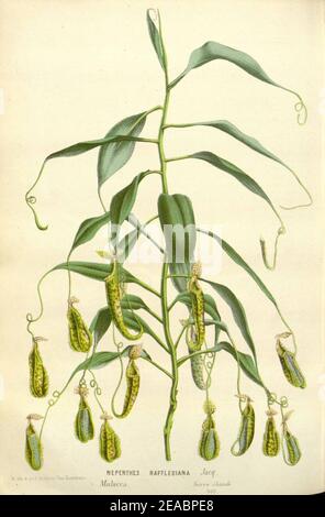 Nepenthes raflesiana - Flore des serres et des jardin de l’Europe (1845). Foto Stock