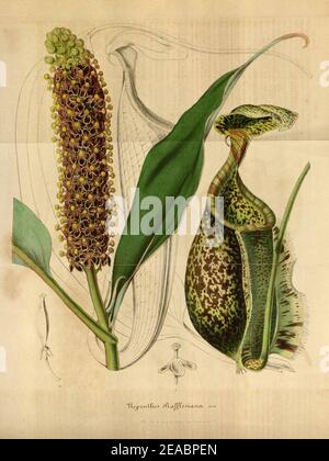 Nepenthes raflesiana - Flore des serres et des jardin de l’Europe (1847). Foto Stock