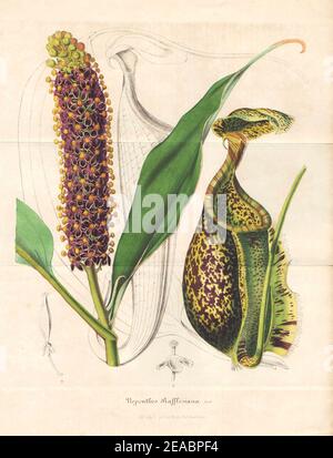 Nepenthes raflesiana Flore des serres et des jardins de l'Europe. Foto Stock