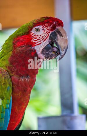 Primo piano di un pappagallo di macaw verde e rosso a Jungle Island a Miami, Florida. Foto Stock