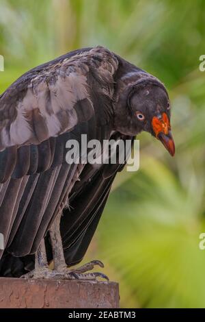 Un avvoltoio nero pone per i turisti a Jungle Island a Miami, Florida. Foto Stock