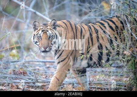 Tigre Bengala (Panthera tigris tigris) Si trova nel subcontinente indiano Foto Stock