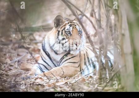 Tigre Bengala (Panthera tigris tigris) Si trova nel subcontinente indiano Foto Stock