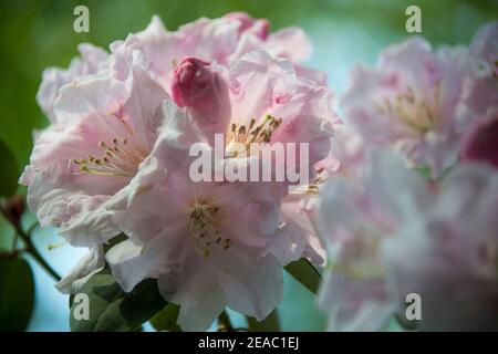 I rododendri fioriscono nel Moro di Seleger, in Svizzera Foto Stock