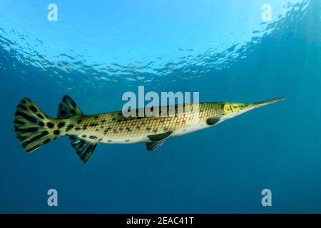Florida Gar o Long-snouted Gar (Lepisosteus osseus), Rainbow River, Dunnellon, Marion County, Florida, USA Foto Stock
