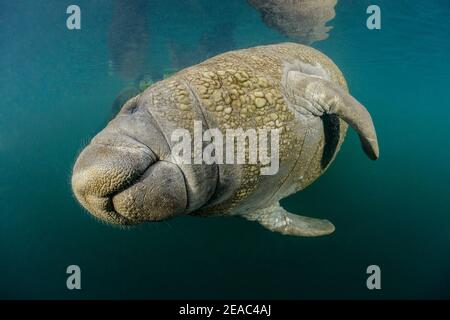 Manatee della Florida (Trichechus manatus latirostris), sorgenti di Homosassa, fiume Homosassa, Parco Nazionale Wildlife, Citrus County, Florida, Stati Uniti Foto Stock