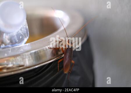 Un'immagine ravvicinata di uno scarafaggio americano marrone che cammina sulla cima di un cestino in cerca di cibo. Foto Stock