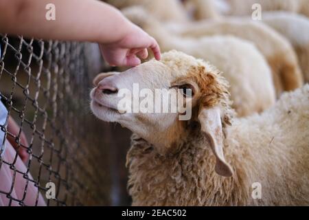 Primo piano di una mano di una bambina che accarezza delicatamente la testa di un agnello zoppo in uno zoo di animali domestici. Foto Stock