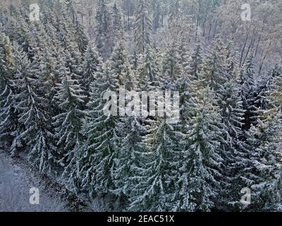 Foresta invernale vicino a Weiskirchen, Hochwald, Hunsrück, Saarland, Germania Foto Stock