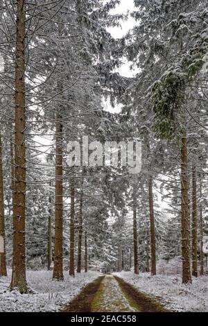 Foresta invernale sull'Erbeskopf (816 m), montagna più alta della Renania-Palatinato, Parco Nazionale Hunsrück-Hochwald, Renania-Palatinato, Germania Foto Stock