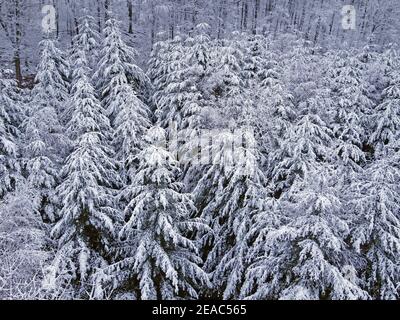 Foresta invernale sull'Erbeskopf (816 m), montagna più alta della Renania-Palatinato, Parco Nazionale Hunsrück-Hochwald, Renania-Palatinato, Germania Foto Stock