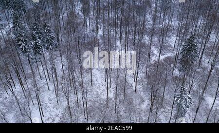 Foresta invernale vicino a Mandern, Hochwald, Hunsrück, Renania-Palatinato, Germania Foto Stock