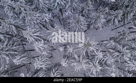 Foresta invernale vicino a Mandern, Hochwald, Hunsrück, Renania-Palatinato, Germania Foto Stock