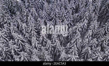 Foresta invernale vicino a Mandern, Hochwald, Hunsrück, Renania-Palatinato, Germania Foto Stock