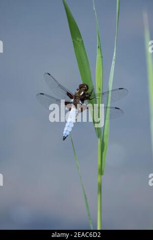 Dragonfly su un fusto di canna Foto Stock