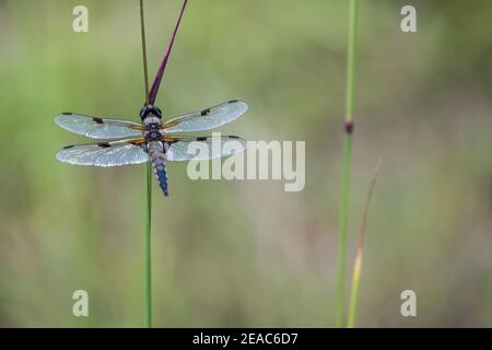 Dragonfly su un fusto di canna Foto Stock