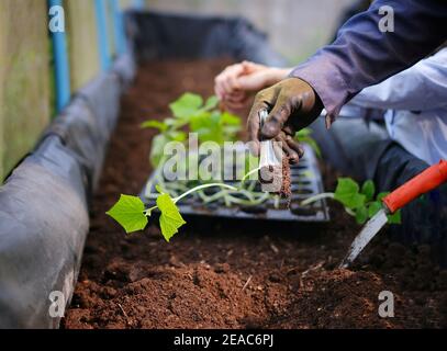 Una mano di un contadino che raccoglie un piccolo cetriolo inglese semina dal suo contenitore per piantarlo su un sollevato pentola rettangolare riempita con suolo usando un metallo Foto Stock