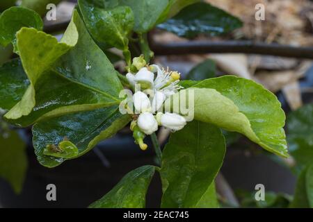 Fiore di limone con foglie verdi sui rami dell'albero concept di fiori di limone e piante di lime acerose Foto Stock