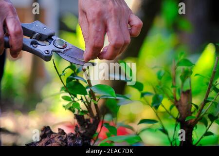 Messo a fuoco il giardiniere maschio che mette il filo sul ramo del bonsai  a formare la forma dell'albero mentre lavora in serra Foto stock - Alamy