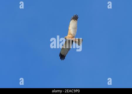 Western Marsh Harrier, Circus aeruginosus, in volo Foto Stock