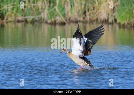L'oca egiziana, Alopochen aegyptiacus, volare Foto Stock